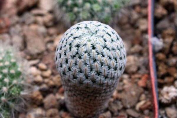 最名貴的仙人球，長相都非常奇特