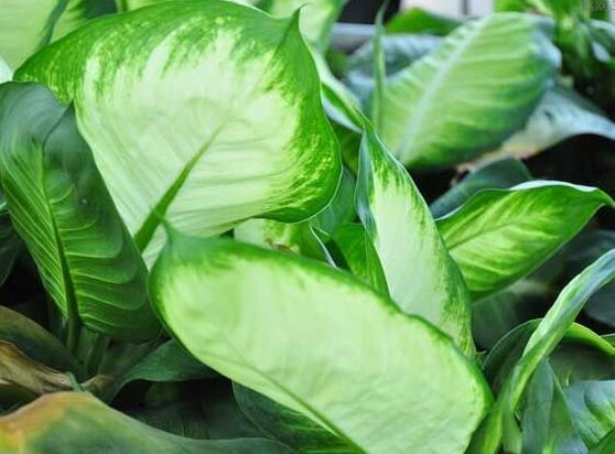 萬(wàn)年青的象征意義，象征著健康長(zhǎng)壽，福如東海