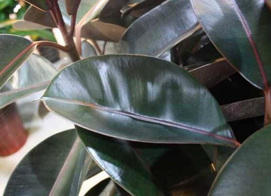 橡皮樹常見品種，盤點(diǎn)最好看的五大種類