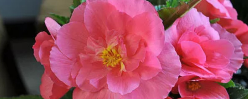 球根海棠怎么過(guò)冬