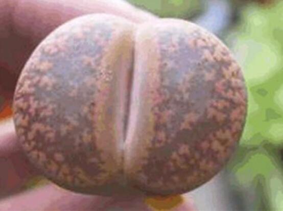 生石花怎么水培，教你四個基本步驟快速水培生根