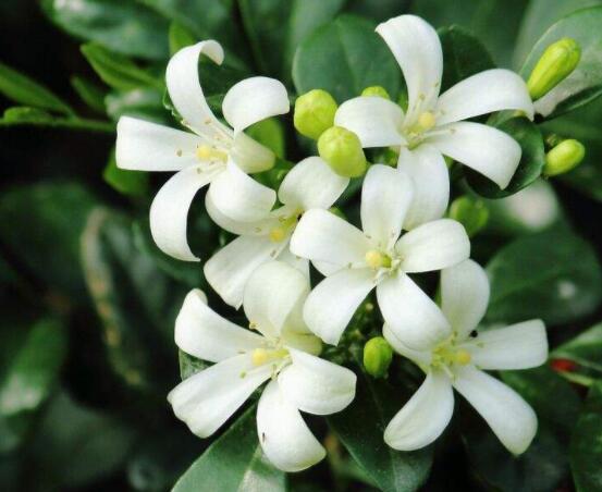 九里香花有毒嗎，無毒/制作香精香料、泡茶泡酒喝