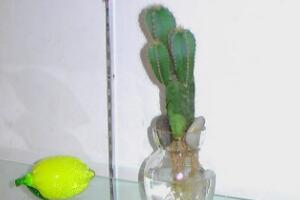 仙人掌可以水培嗎，仙人掌水培方法和注意事項