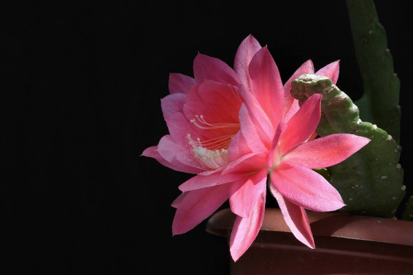 令箭荷花的養(yǎng)殖方法和注意事項(xiàng)，保障優(yōu)良的通風(fēng)性