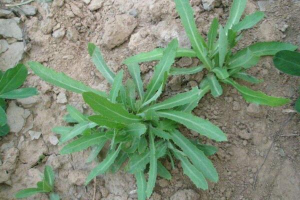 蒲公英和苦菜的區(qū)別，可以通過花、葉進(jìn)行區(qū)分