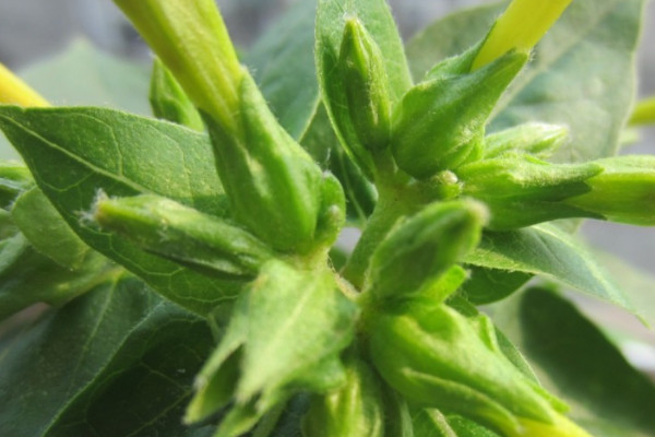 銀邊萬(wàn)年青的養(yǎng)殖方法