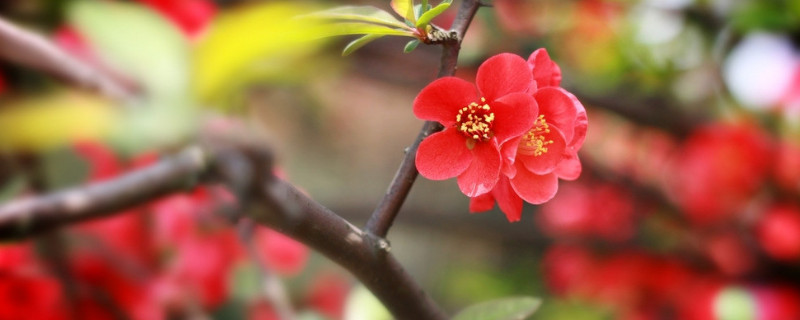 水養(yǎng)臘梅花養(yǎng)護要點