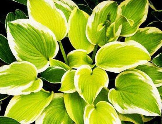 厚葉萬年青有毒嗎，誤食致人聲帶變啞、胃腸腫痛