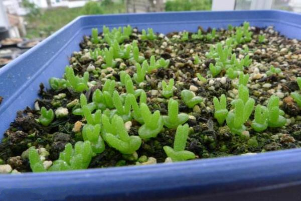 碧光環(huán)多肉怎樣種植，碧光環(huán)種植具體操作步驟