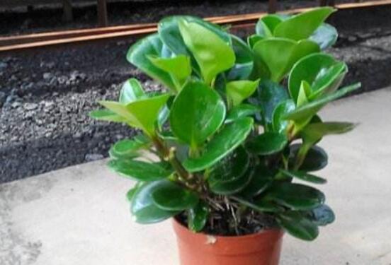 植物碧玉的風水作用，舒緩心靈、增強運勢