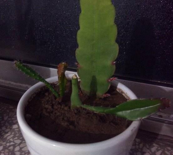 曇花扦插方法圖解，擇兩年生20-30厘米插蕙、扦插土壤深度1/3