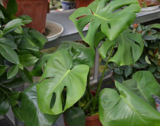 龜背竹滴的水有毒嗎，有毒/皮膚接觸會導(dǎo)致刺痛灼傷