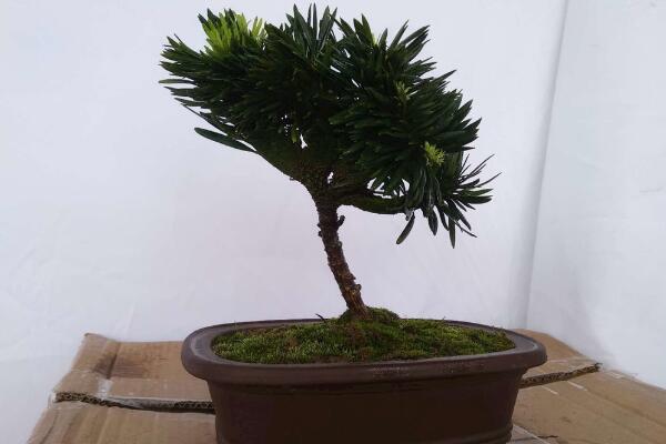 小羅漢松能長(zhǎng)大嗎，能長(zhǎng)大但生長(zhǎng)速度施肥緩慢