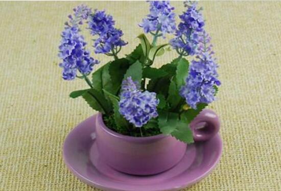 薰衣草怎么養(yǎng)比較好，薰衣草的養(yǎng)殖方法