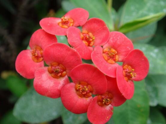 虎刺梅擺放風(fēng)水，陽(yáng)臺(tái)與庭院風(fēng)水寓意最好(避兇化煞)