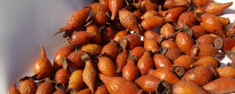 金櫻子的功效與作用