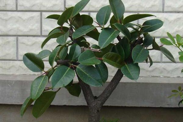 橡皮樹(shù)如何砍頭，砍頭之后要用蠟油封住傷口