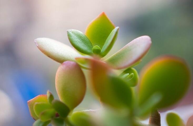 燕子掌的花語(yǔ)，吉祥如意和尊重敬畏