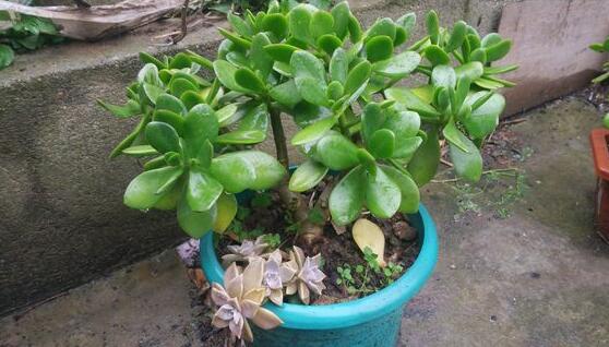 玉樹常見(jiàn)的病蟲害防治，教你四種辦法簡(jiǎn)單學(xué)會(huì)