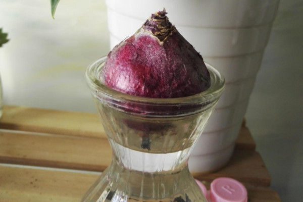 水培風(fēng)信子