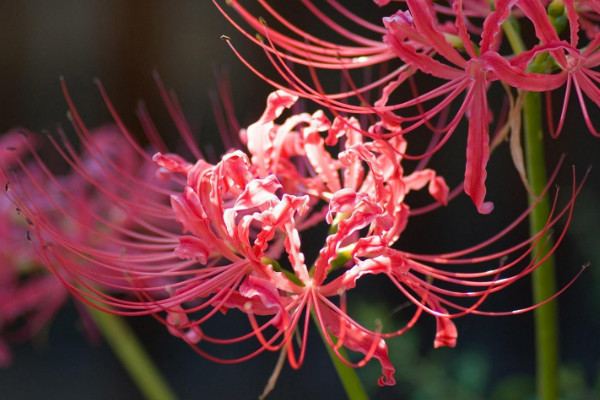 彼岸花球多久發(fā)芽