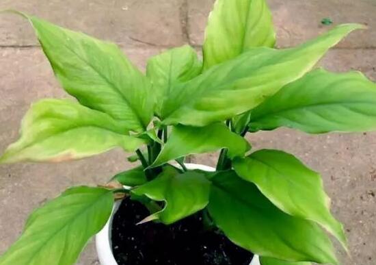 萬年青怎么繁殖，萬年青扦插方法圖解