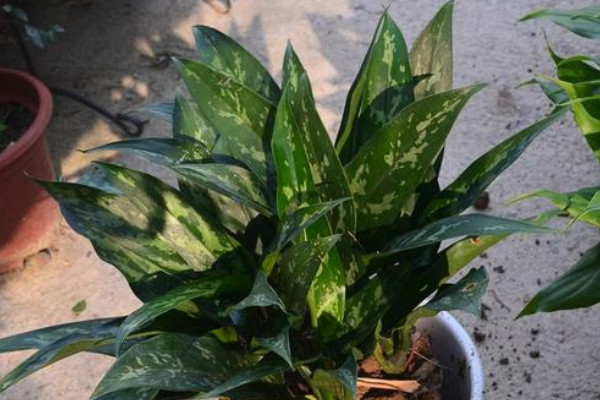 美人萬年青養(yǎng)殖方法