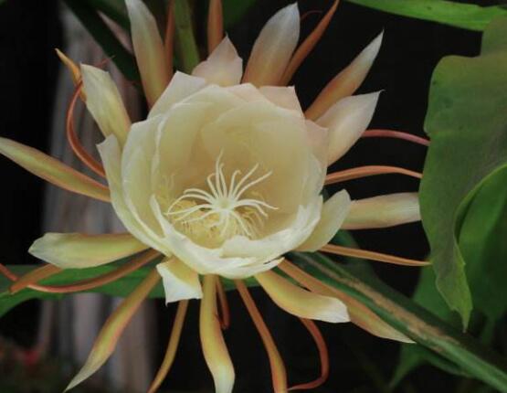 曇花多長時間澆水，只需要保證盆土微濕潤環(huán)境即可