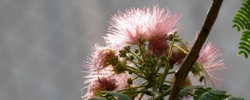 榕樹開(kāi)花嗎