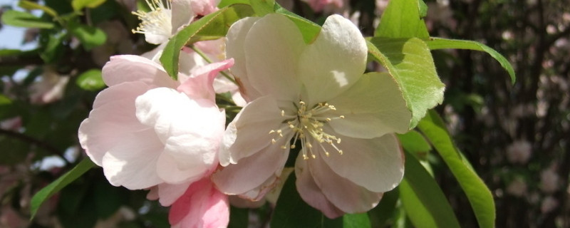 盆栽迎春花長(zhǎng)期放室內(nèi)可以嗎