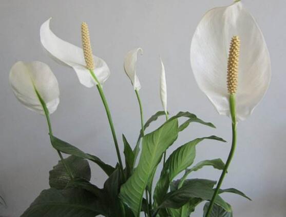 一帆風(fēng)順的花粉有毒嗎，花粉無毒汁液有毒