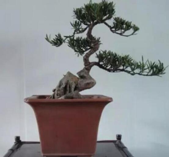 羅漢松可以放客廳嗎，可以/帶來(lái)主人家福氣、鎮(zhèn)守財(cái)寶