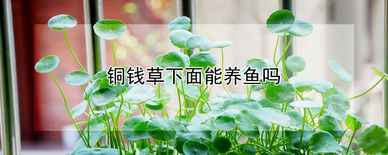 銅錢(qián)草下面能養(yǎng)魚(yú)嗎