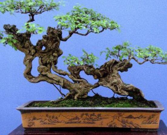 羅漢松盆景制作方法，教你五個基本步驟便可開枝散葉