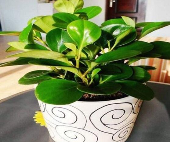 青葉碧玉怎么養(yǎng)，掌握八大核心保證你家的碧玉爆盆綠油油