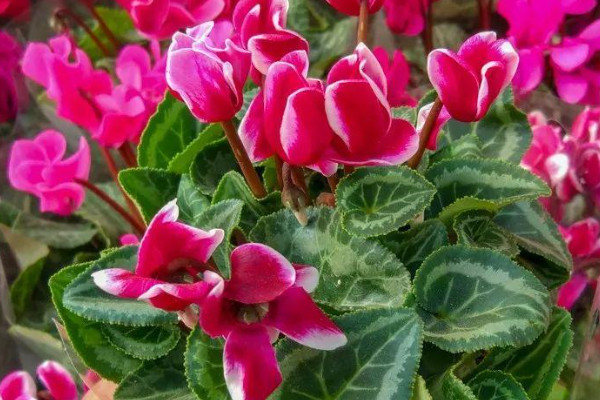 仙客來(lái)水澆多了葉子焉怎么辦