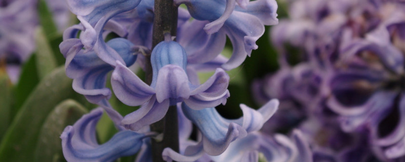 風(fēng)信子的養(yǎng)殖方法與注意事項