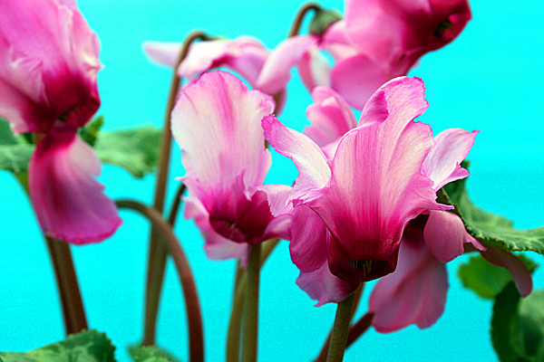 仙客來(lái)花期需要施肥嗎