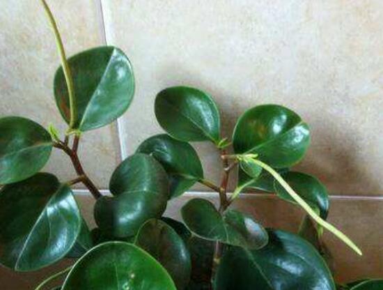 花卉小家碧玉怎么養(yǎng)，老農(nóng)總結(jié)八大基本方法