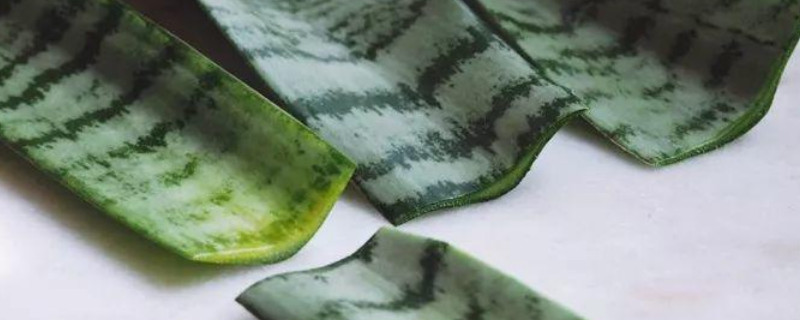 虎皮蘭可以放陽(yáng)臺(tái)曬嗎