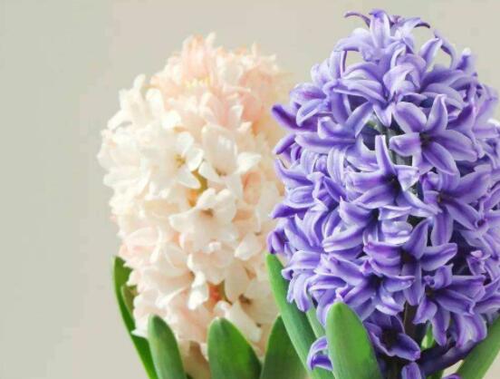 家里養(yǎng)風(fēng)信子好嗎，好/美化家居環(huán)境、凈化空氣