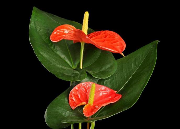 紅掌用什么土栽培，疏松、透氣、有營養(yǎng)很關(guān)鍵