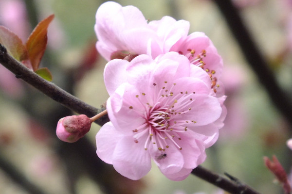 梅花和桃花的區(qū)別