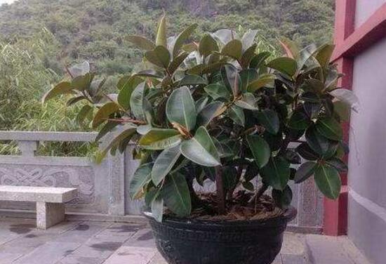 橡皮樹盆景怎么養(yǎng)護，橡皮樹的四季養(yǎng)護方法