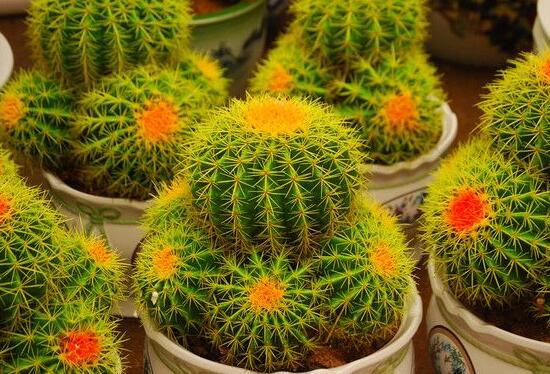 仙人球的作用與功效，美化環(huán)境、凈化空氣