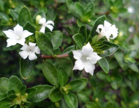 六月雪養(yǎng)殖技術(shù)，老農(nóng)總結(jié)六點必要養(yǎng)護方法(枝葉翠綠)