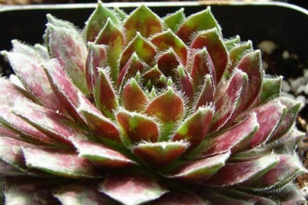 紫牡丹的養(yǎng)殖方法和注意事項(xiàng)