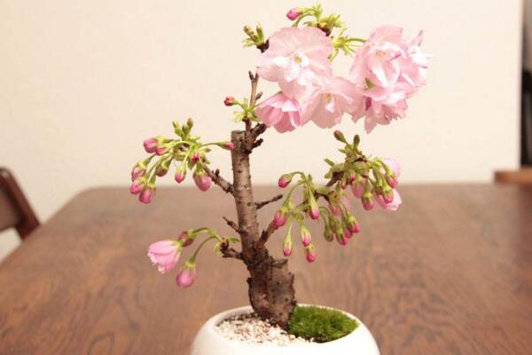 盆栽櫻花的養(yǎng)殖方法，掌握以下要點是關鍵