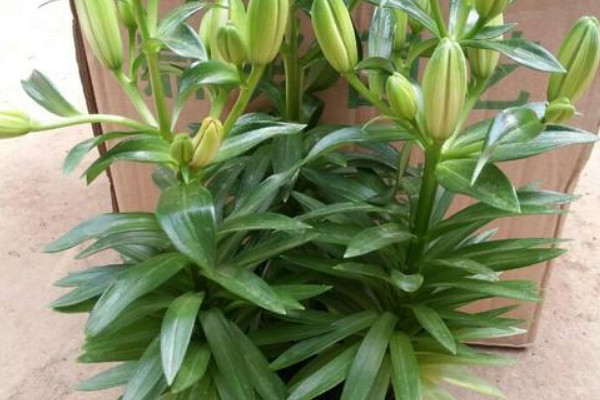 盆栽百合花的養(yǎng)殖方法和注意事項(xiàng)