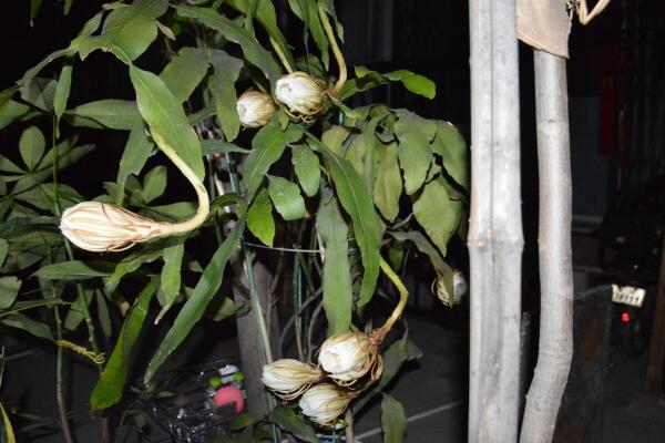 曇花花后如何處理，及時(shí)進(jìn)行修剪并補(bǔ)充養(yǎng)分